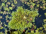 Salvinia natans. Плавающее растение на поверхности озера в окружении ряски малой и многокоренника. Чувашия, окр. г. Шумерля, пойма р. Сура, оз. Щучья Лужа. 4 сентября 2008 г.