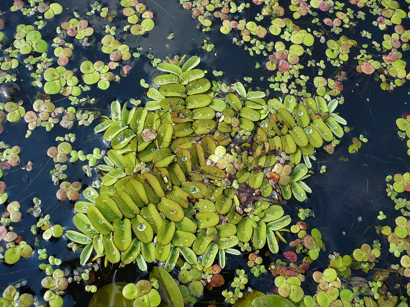 Image of Salvinia natans specimen.