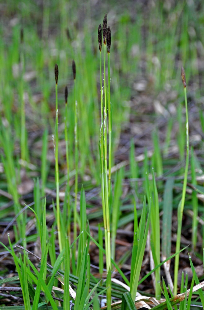 Image of Carex pilosa specimen.