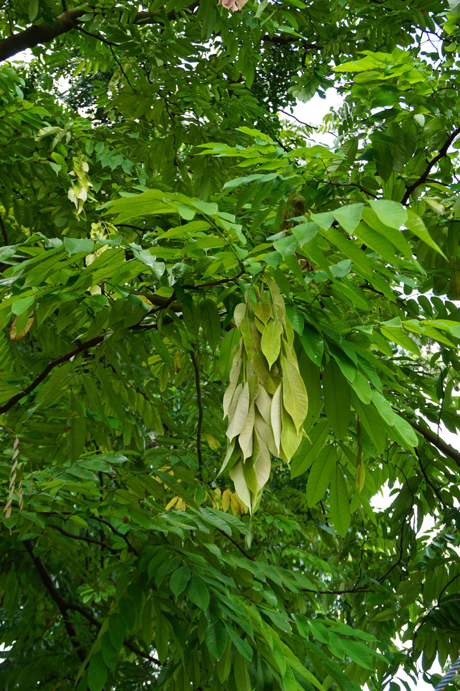 Изображение особи род Saraca.