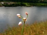 Allium vodopjanovae