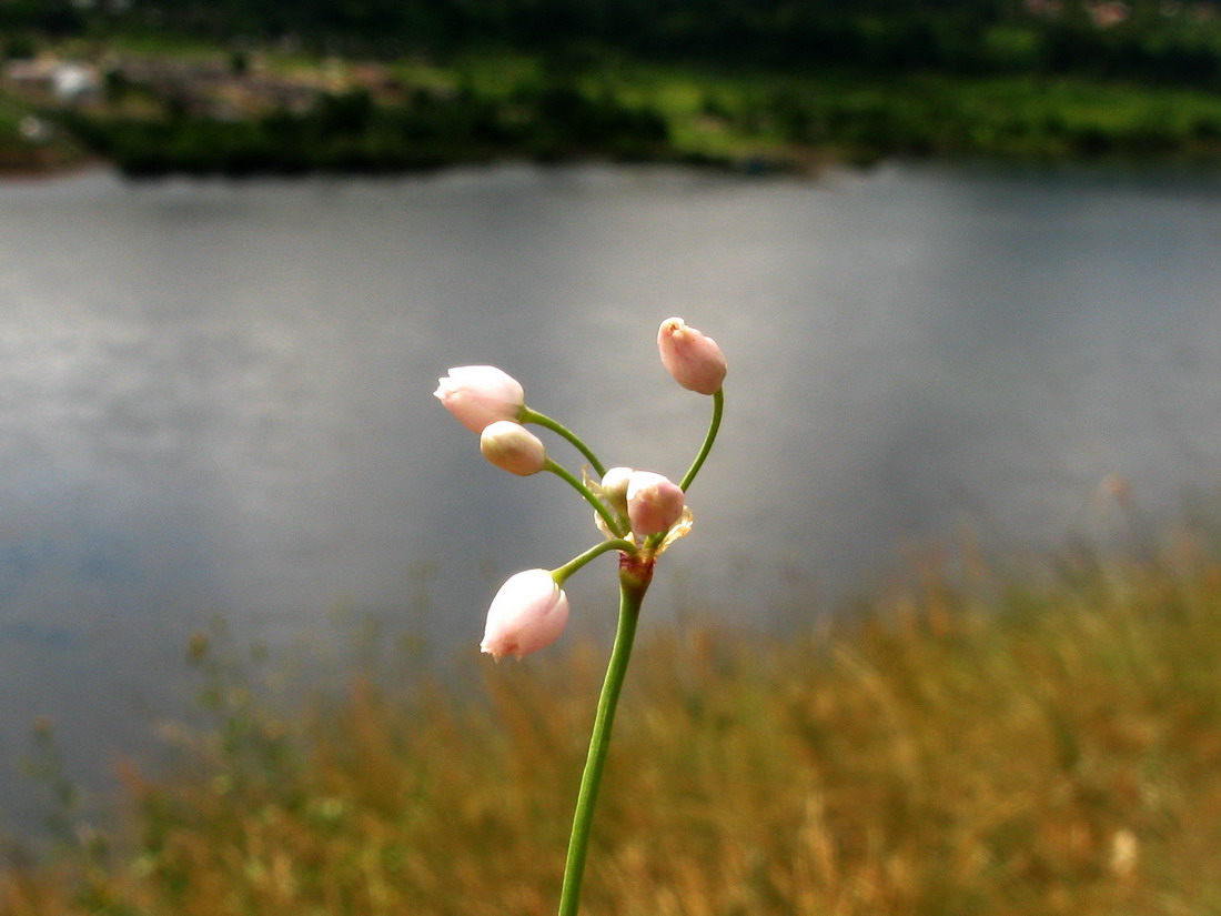 Image of Allium vodopjanovae specimen.