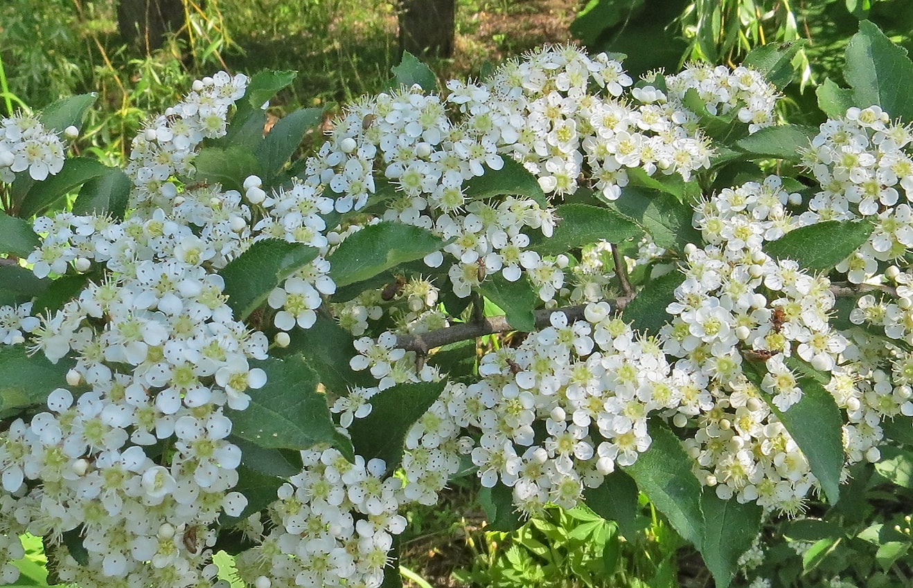 Изображение особи Photinia villosa.