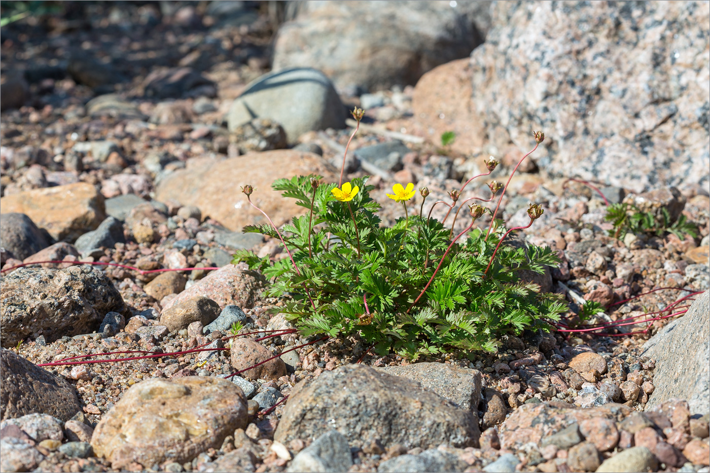 Изображение особи Potentilla anserina.