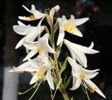 Lilium candidum