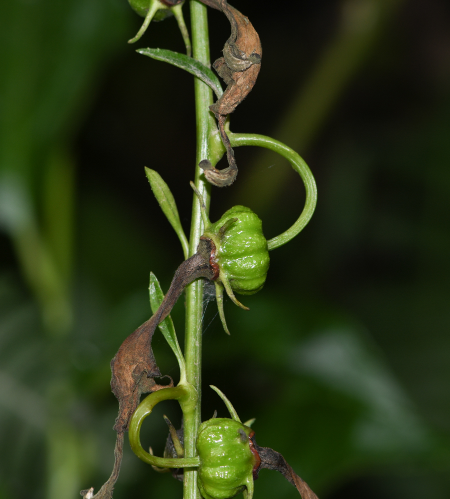 Image of Centropogon urubambae specimen.