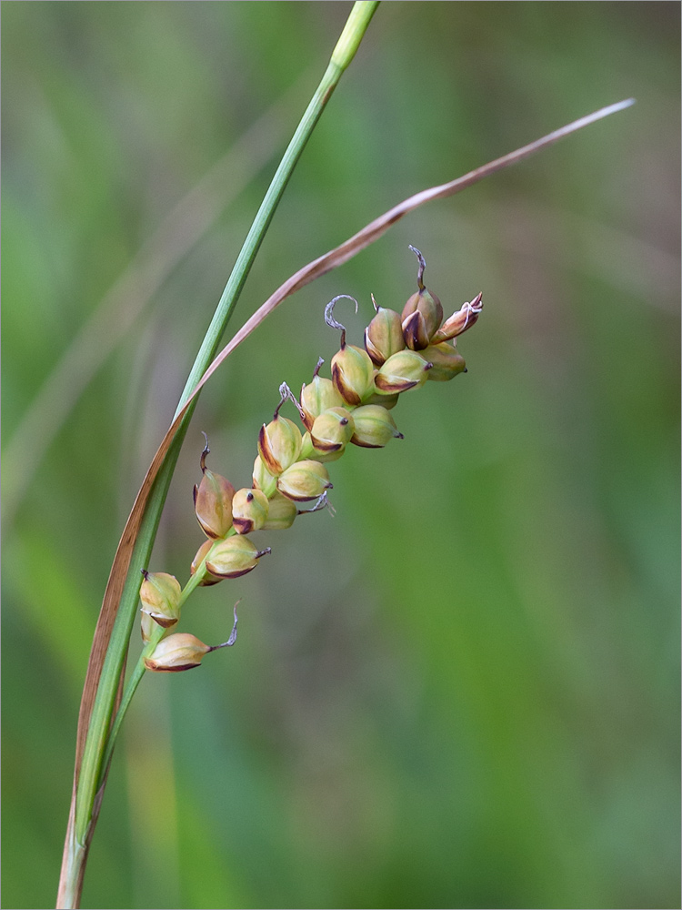 Image of Carex panicea specimen.