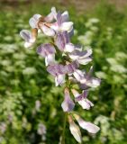 Vicia sylvatica. Соцветие. Подмосковье, окр. г. Одинцово, опушка смешанного леса. Июнь 2021 г.