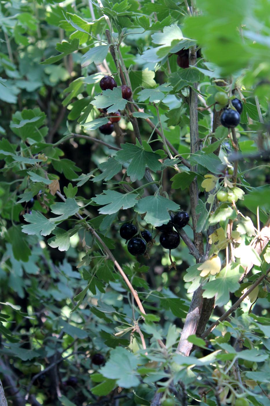 Image of Ribes aureum specimen.