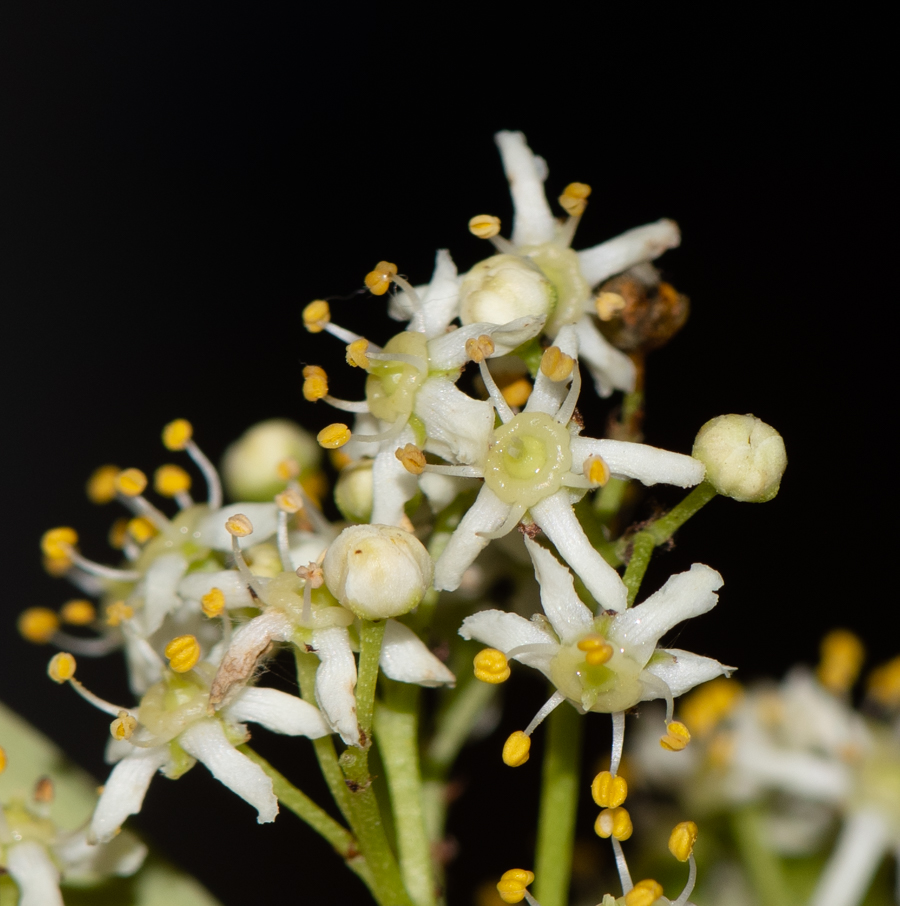 Image of Gymnosporia buxifolia specimen.