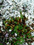 Selaginella rupestris. Спороносящие растения. Хабаровский край, Хабаровский р-н, ст. Хехцир, на скале среди лишайников. 19.07.2014.