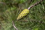 Pinus halepensis. Верхушки веток с молодой шишкой. Израиль, лес Бен-Шемен. 06.06.2020.