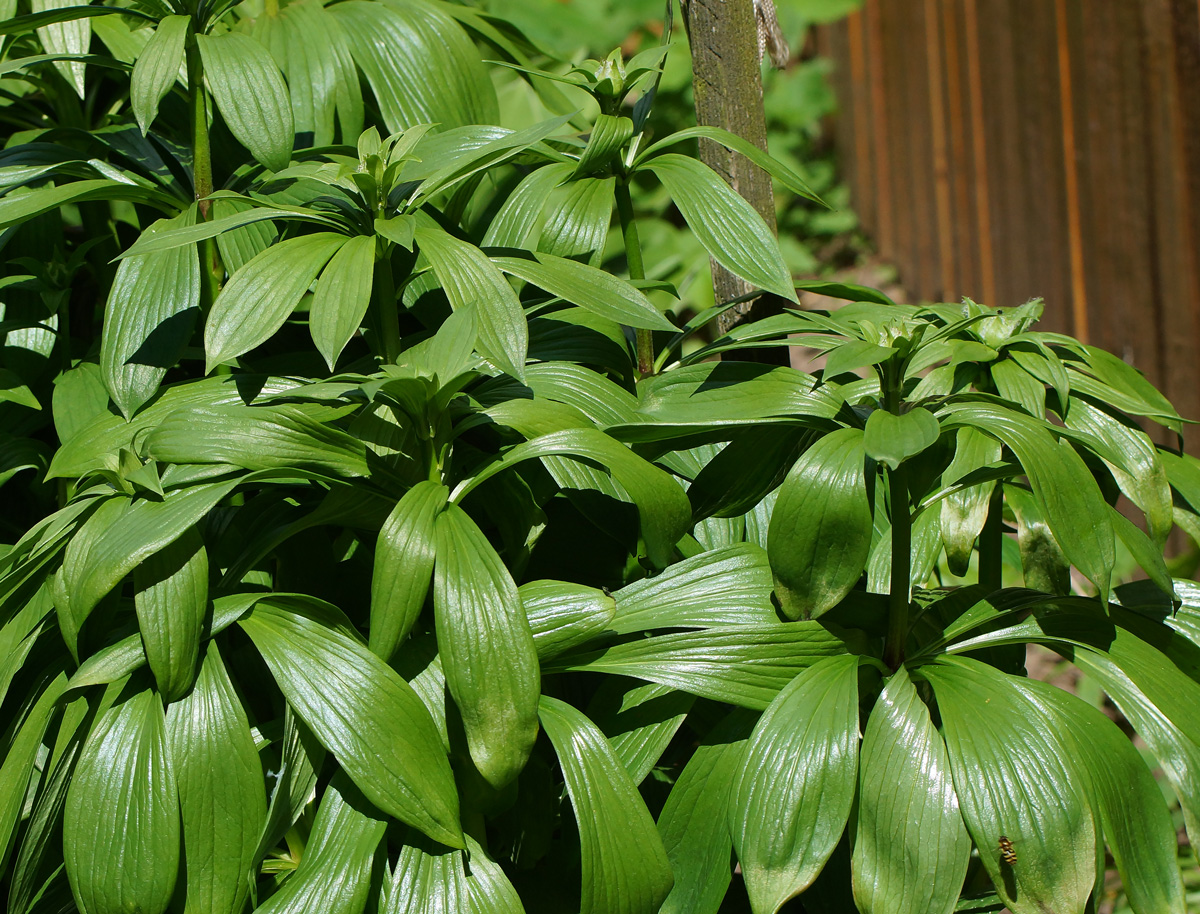 Изображение особи Lilium pilosiusculum.