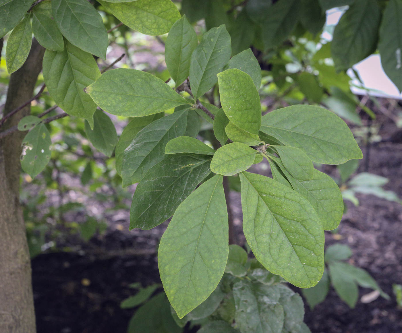 Image of genus Magnolia specimen.