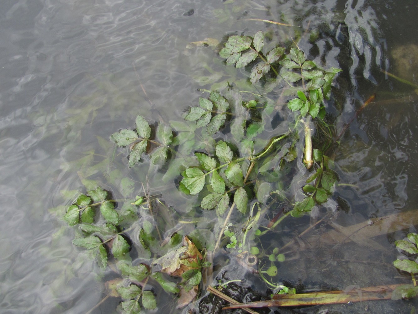 Image of Berula erecta specimen.