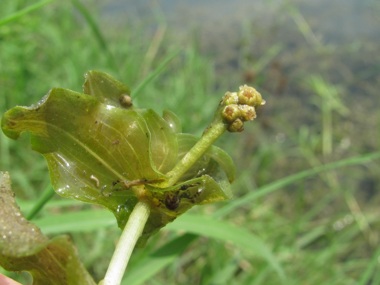 Изображение особи Potamogeton perfoliatus.