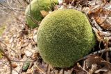 genus Leucobryum