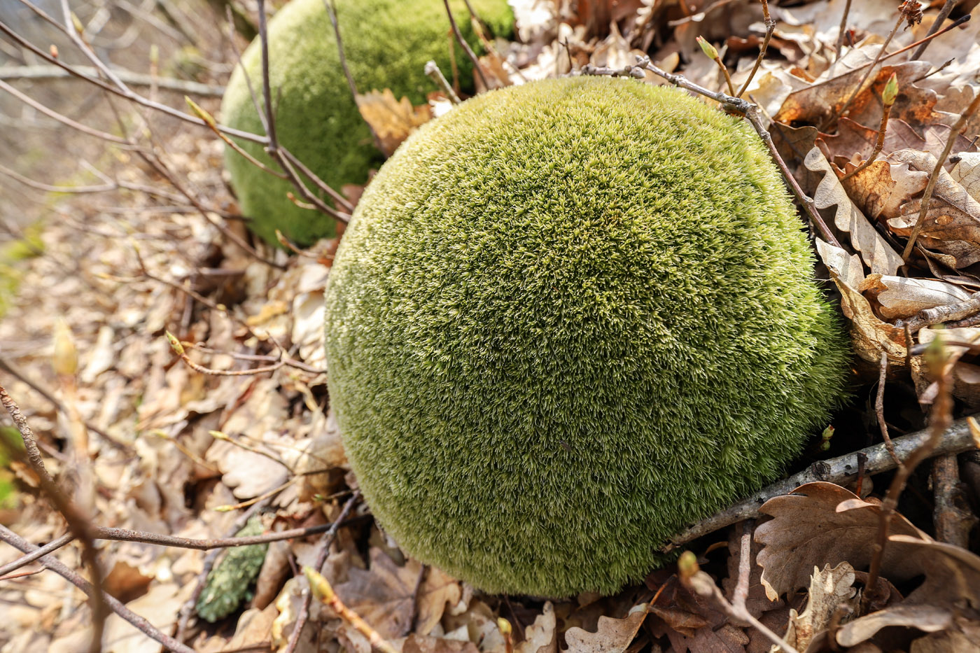 Image of genus Leucobryum specimen.