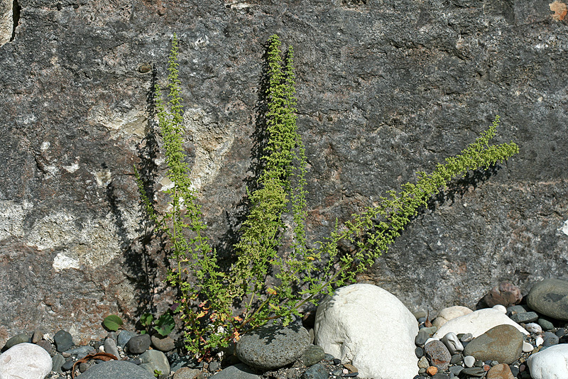 Image of Dysphania botrys specimen.