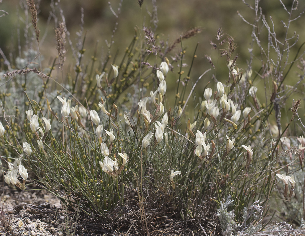 Image of Astragalus ucrainicus specimen.