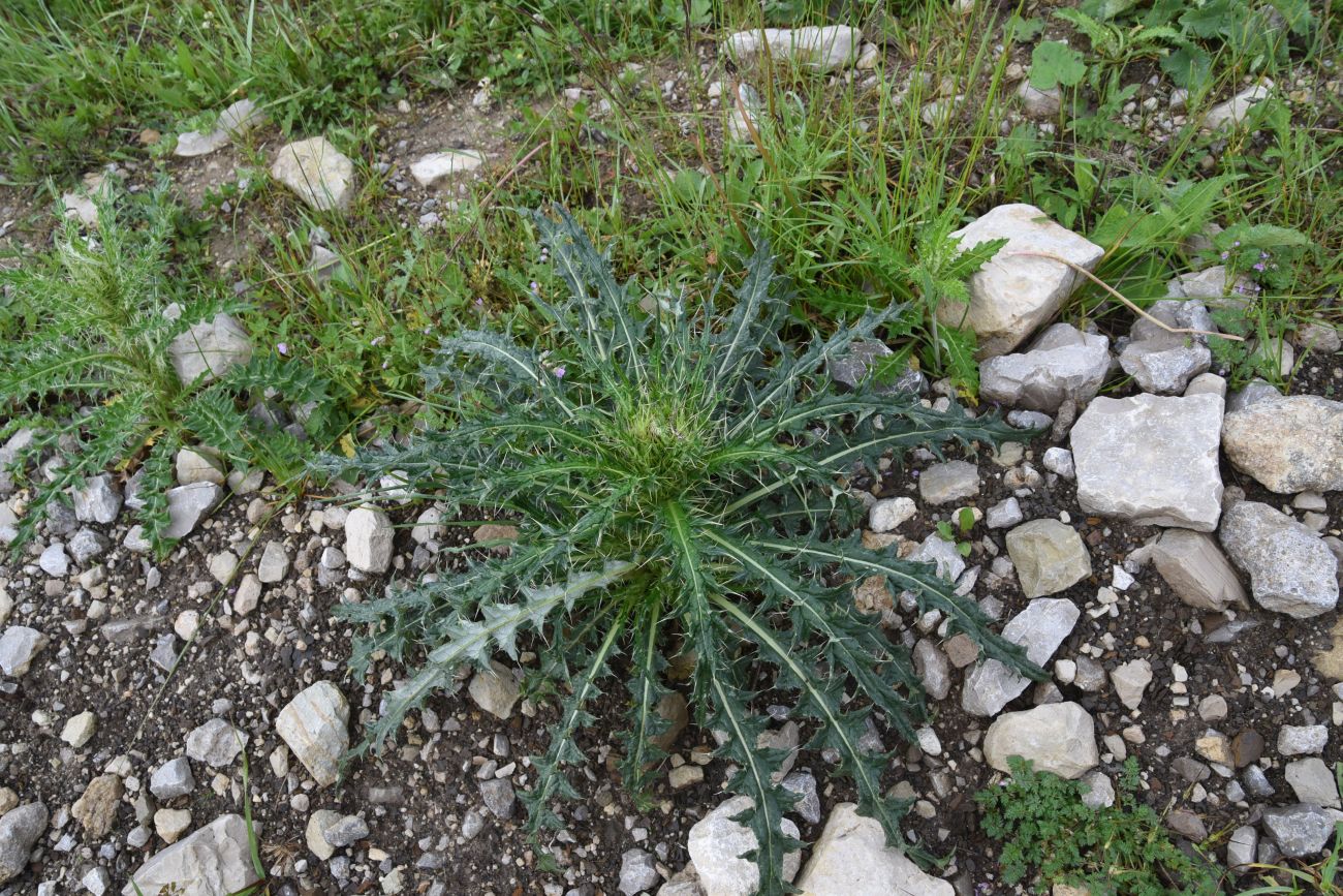 Image of Cirsium obvallatum specimen.