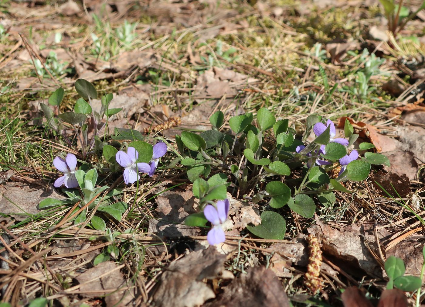 Изображение особи Viola rupestris.