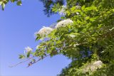 Sambucus nigra. Верхушки веточек с соцветиями. Абхазия, окр. г. Новый Афон, широколиственный лес, обочина грунтовой дороги. 19.05.2021.