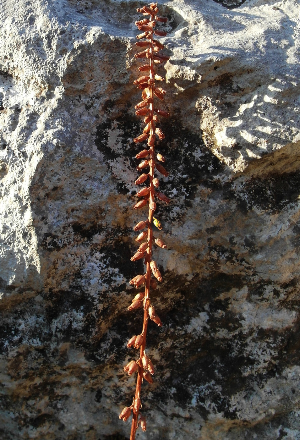 Image of genus Umbilicus specimen.