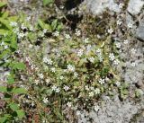 Silene rupestris. Цветущее растение. Норвегия, Бриксдайл. 04.07.2008.