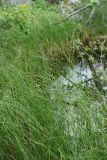 Carex lasiocarpa. Цветущие растения. Мурманская обл., Кольский р-н, ур. Могильный Ров, верхняя часть склона ущелья, кустарничковое берёзовое редколесье, заболоченный берег озерка. 29.07.2022.