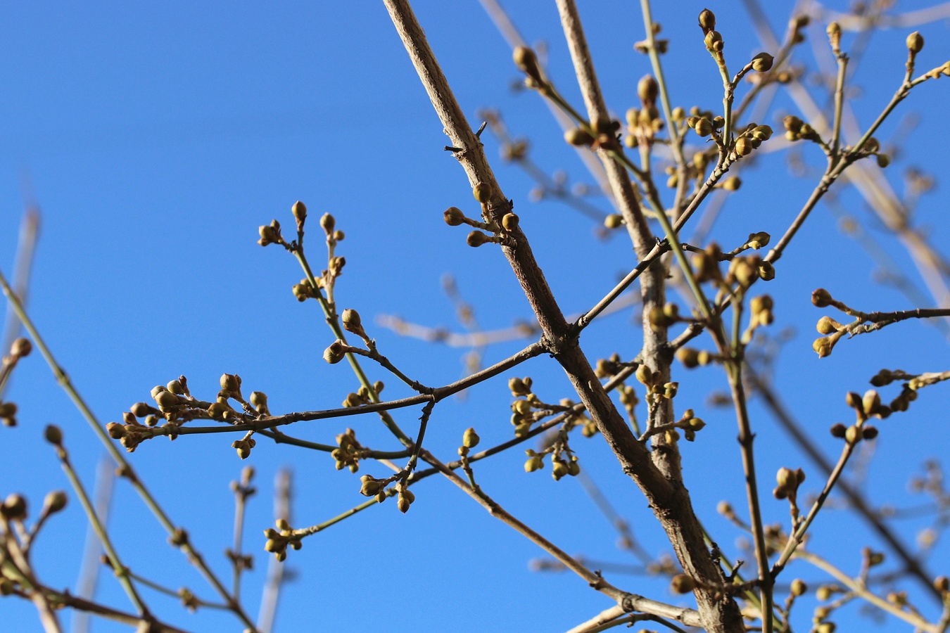 Image of Cornus mas specimen.