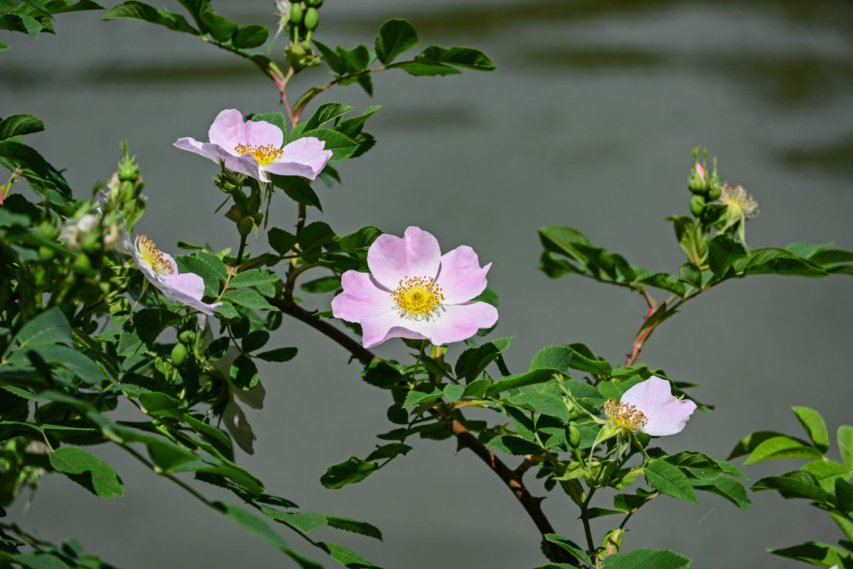 Изображение особи Rosa oxyodon.