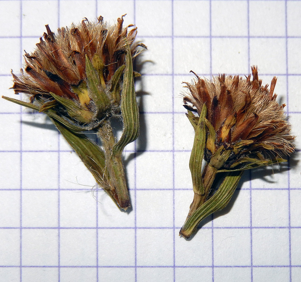 Image of Inula ensifolia specimen.