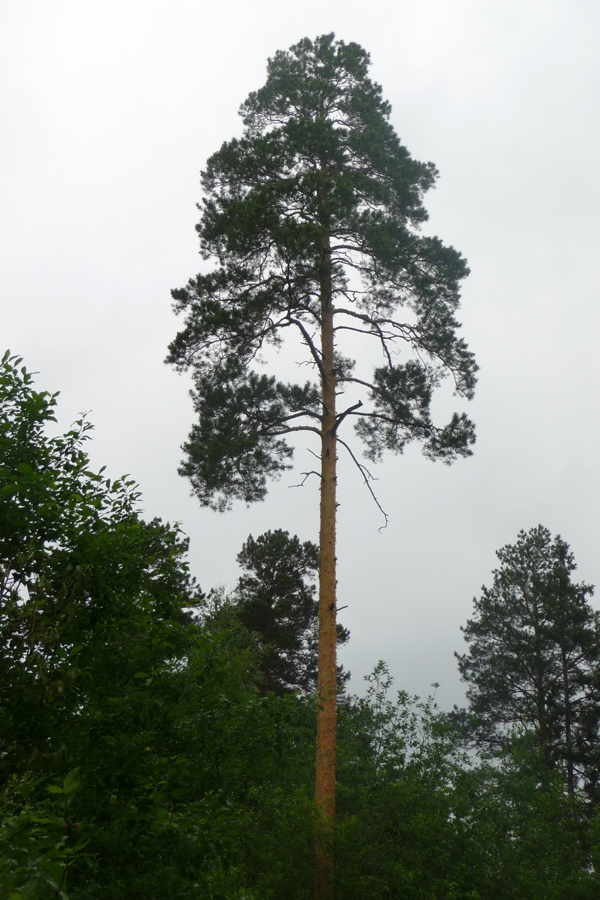 Image of Pinus sylvestris specimen.