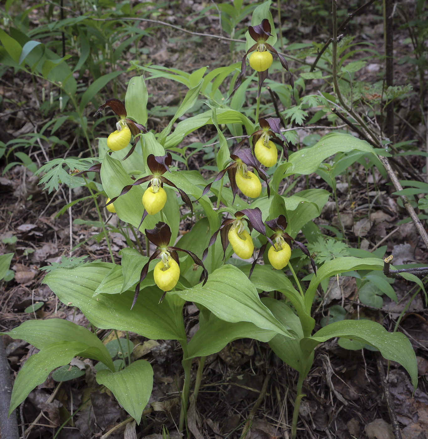 Image of Cypripedium calceolus specimen.