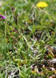 Carex tenuiformis. Генеративные побеги. Приморский край, Ольгинский р-н, гора Снежная, выс. 1630 м н.у.м., высокогорная лужайка. 25.06.2023.