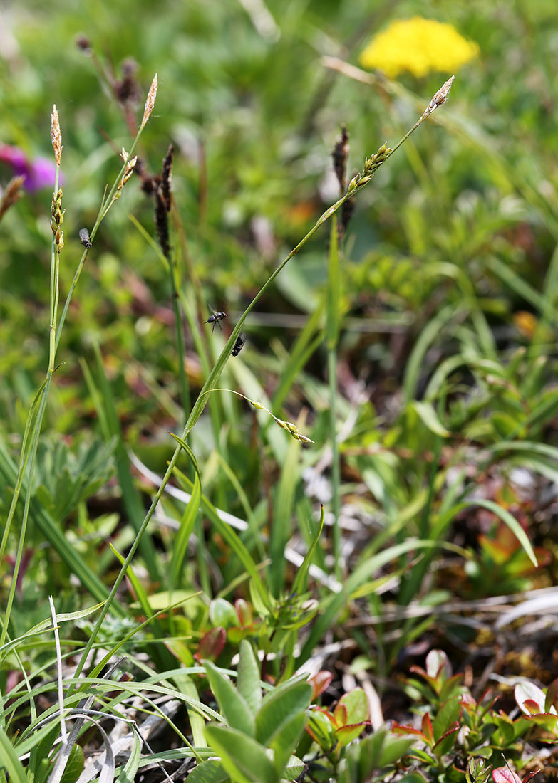 Изображение особи Carex tenuiformis.