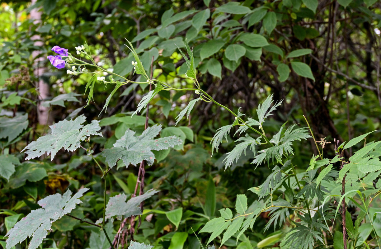 Image of genus Aconitum specimen.