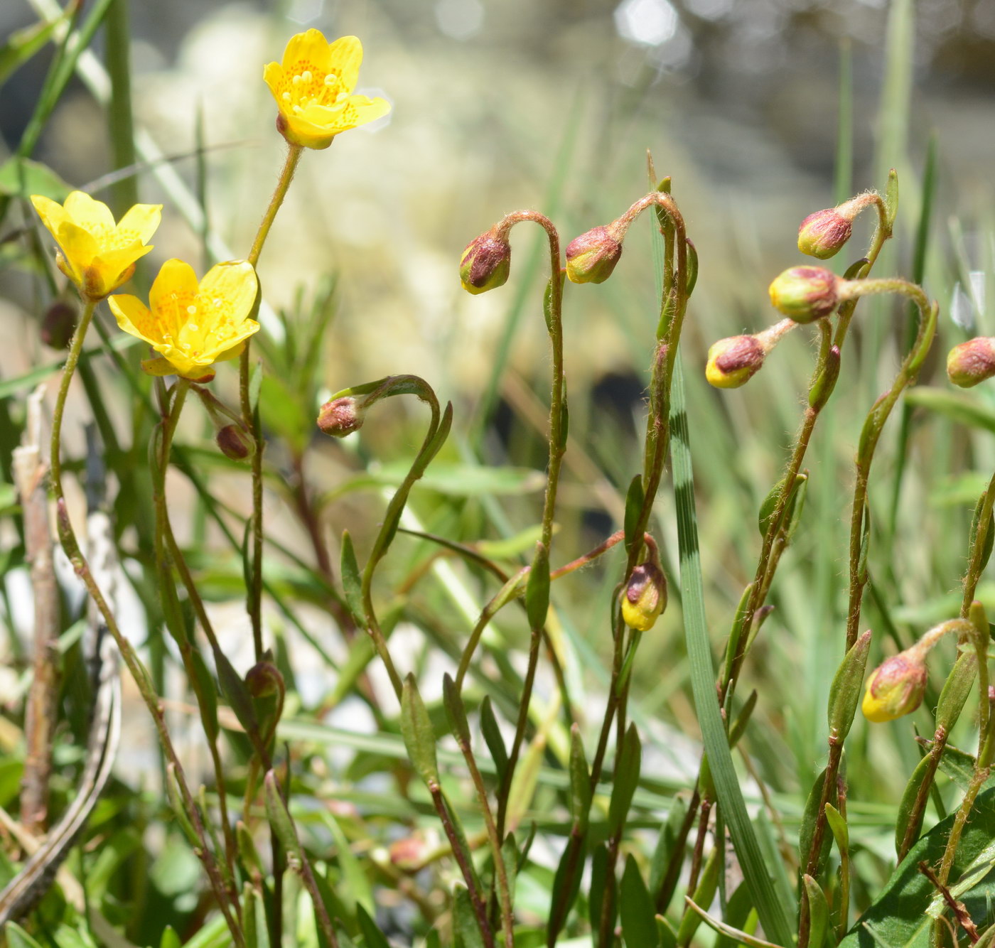 Image of Saxifraga hirculus specimen.