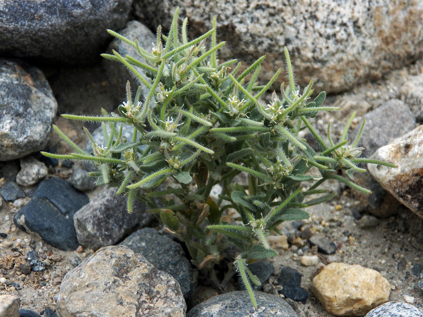 Image of Strigosella strigosa specimen.