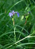 Iris setosa. Верхушка отцветающего растения с завязавшимися плодами. Республика Саха (Якутия), Горный улус, Мытахский наслег, окр. базы \"Уораннах\", лиственничный лес. 23.07.2023.