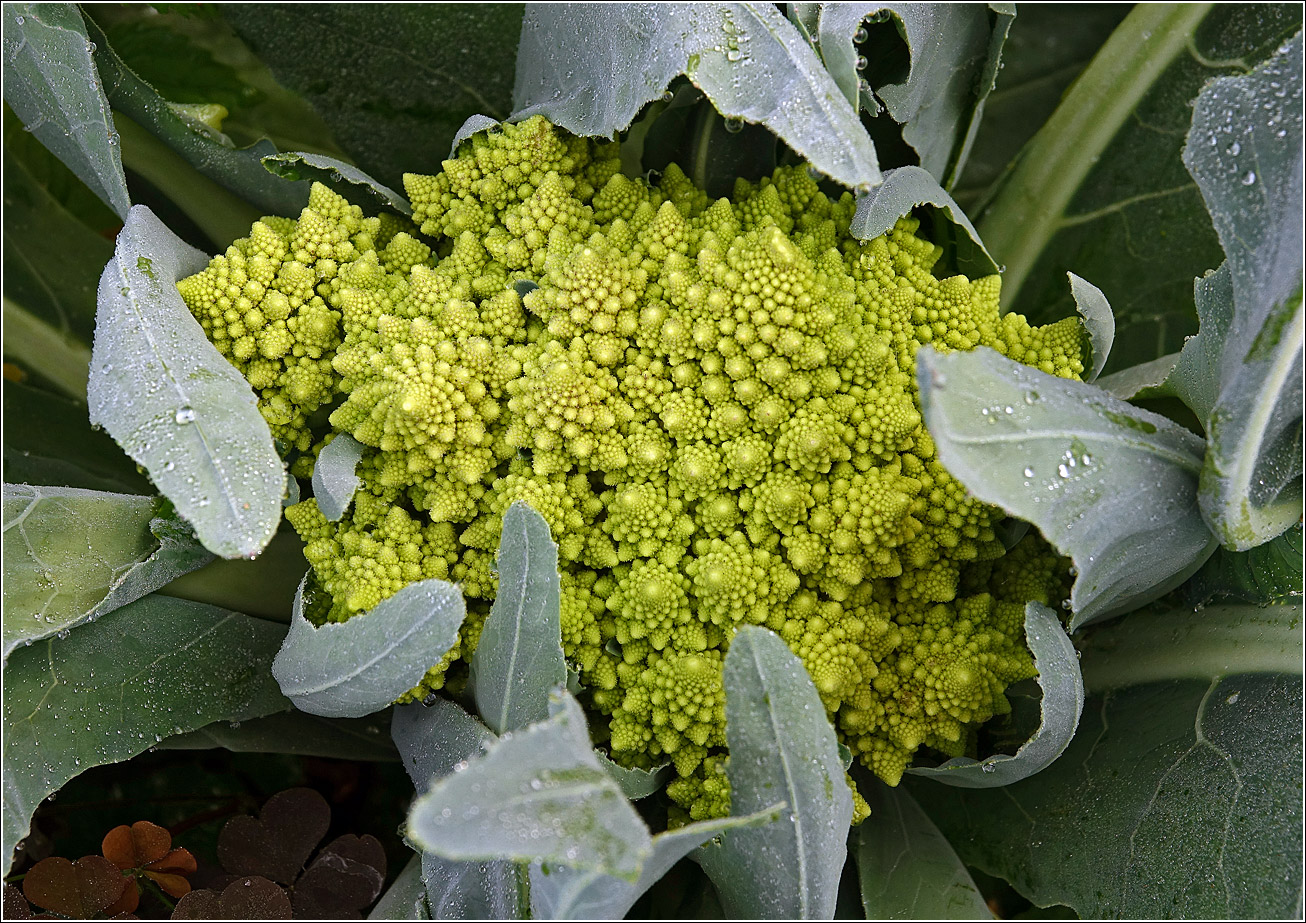 Image of Brassica oleracea var. botrytis specimen.