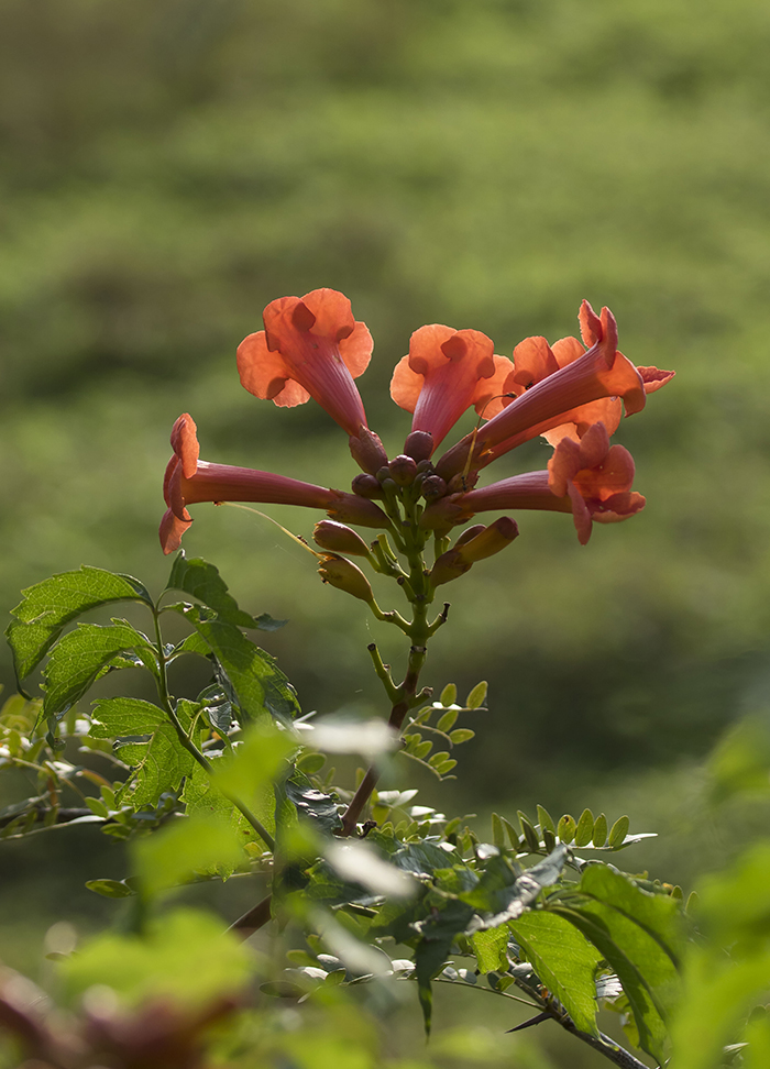 Изображение особи Campsis radicans.