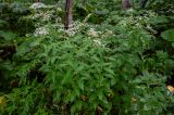 Aster glehnii. Цветущие растения в сообществе с Filipendula kamtschatica, Petasites amplus и Heracleum. Сахалин, Корсаковский гор. округ, пик Чехова, ≈ 500 м н.у.м., смешанный лес. 17.08.2022.