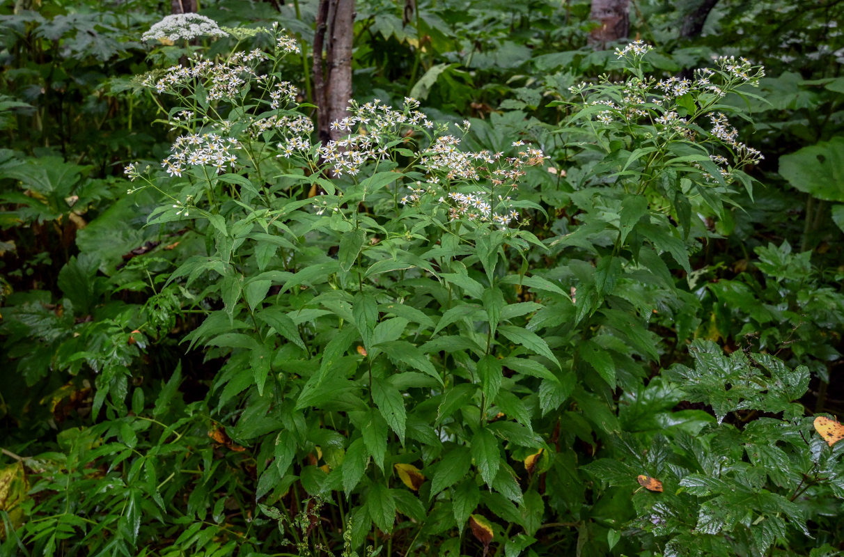 Image of Aster glehnii specimen.