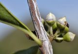 genus Eucalyptus. Часть побега с развивающимся соцветием. Вьетнам, провинция Кханьхоа, г. Нячанг, гора Co Tien (Angel Mountain), склон с травяно-кустарниковой растительностью. 08.09.2023.