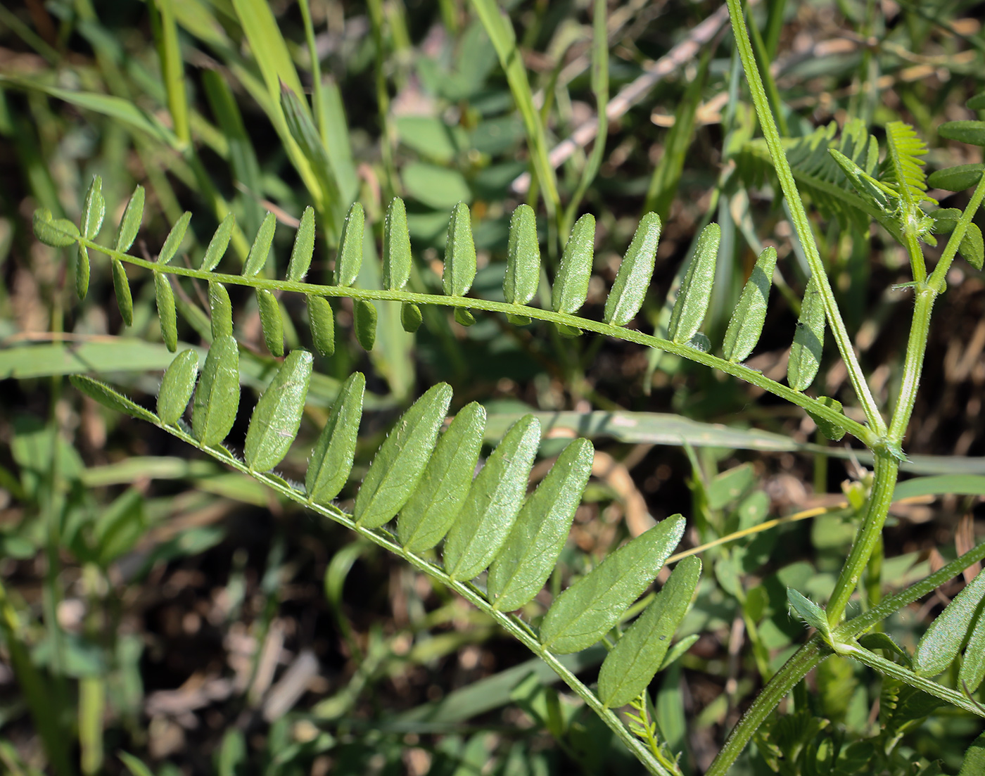 Изображение особи Astragalus danicus.