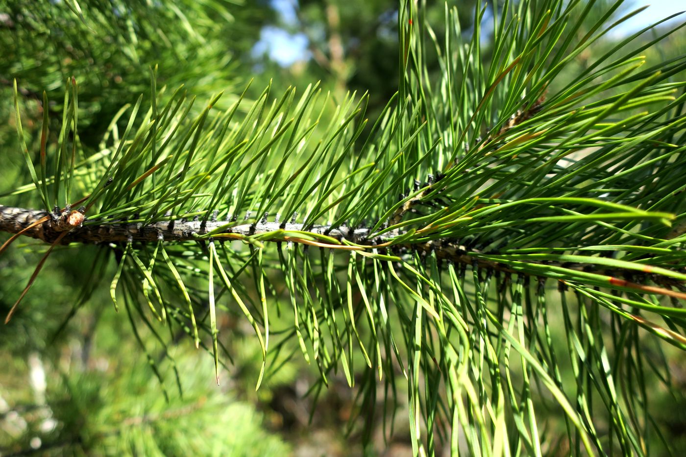 Image of Pinus sylvestris specimen.