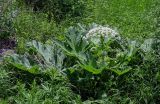 род Heracleum