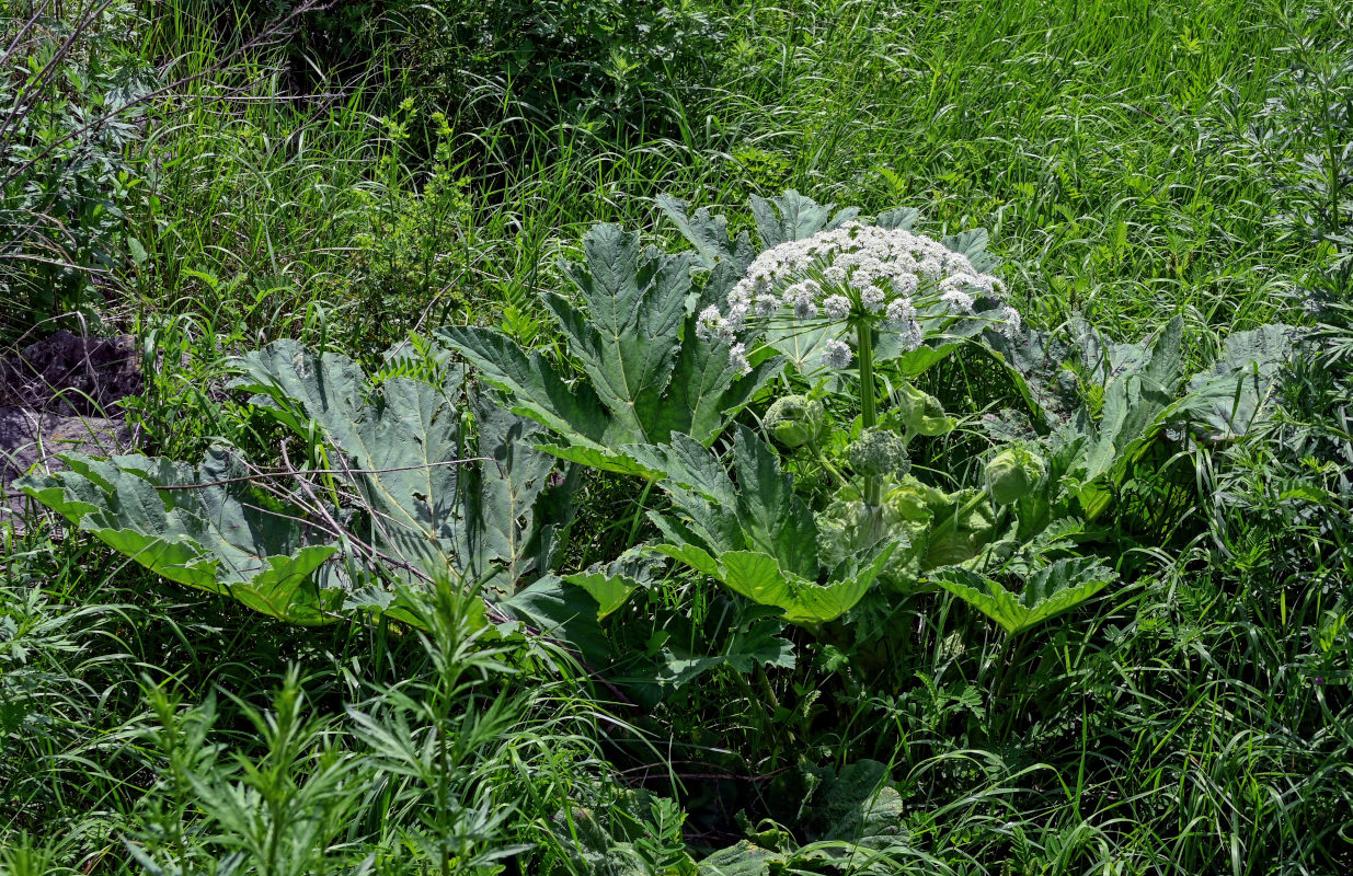 Изображение особи род Heracleum.